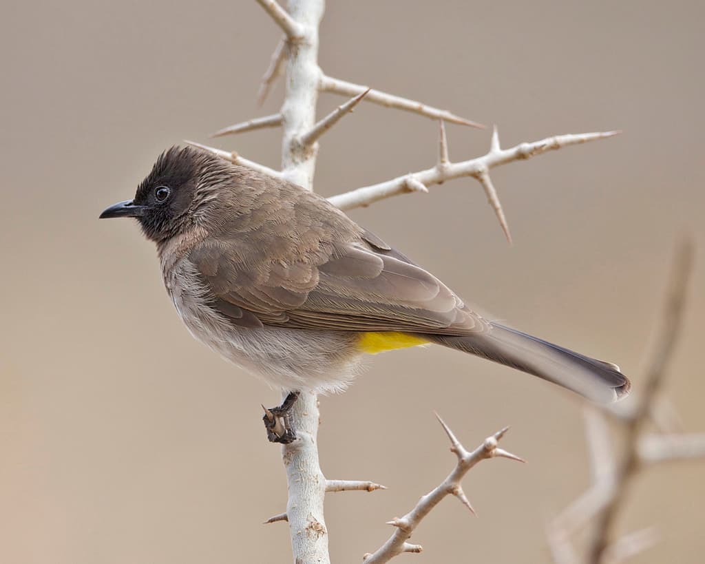 Songbirds of Africa trivia question image