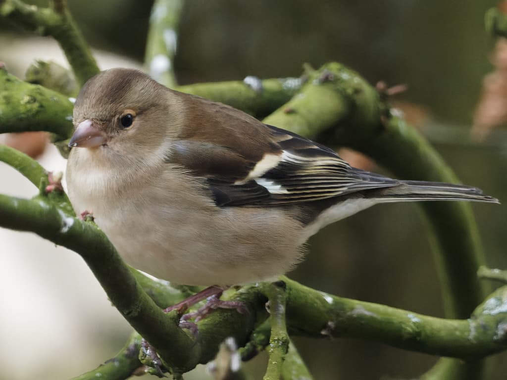 Songbirds of Europe trivia question image
