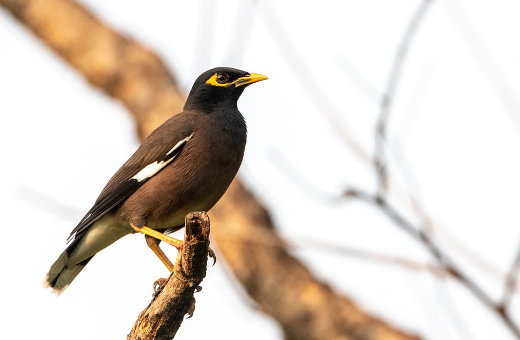 Songbirds of Asia trivia question image