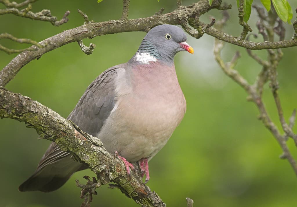 Waterbirds and Raptors of Europe trivia question image