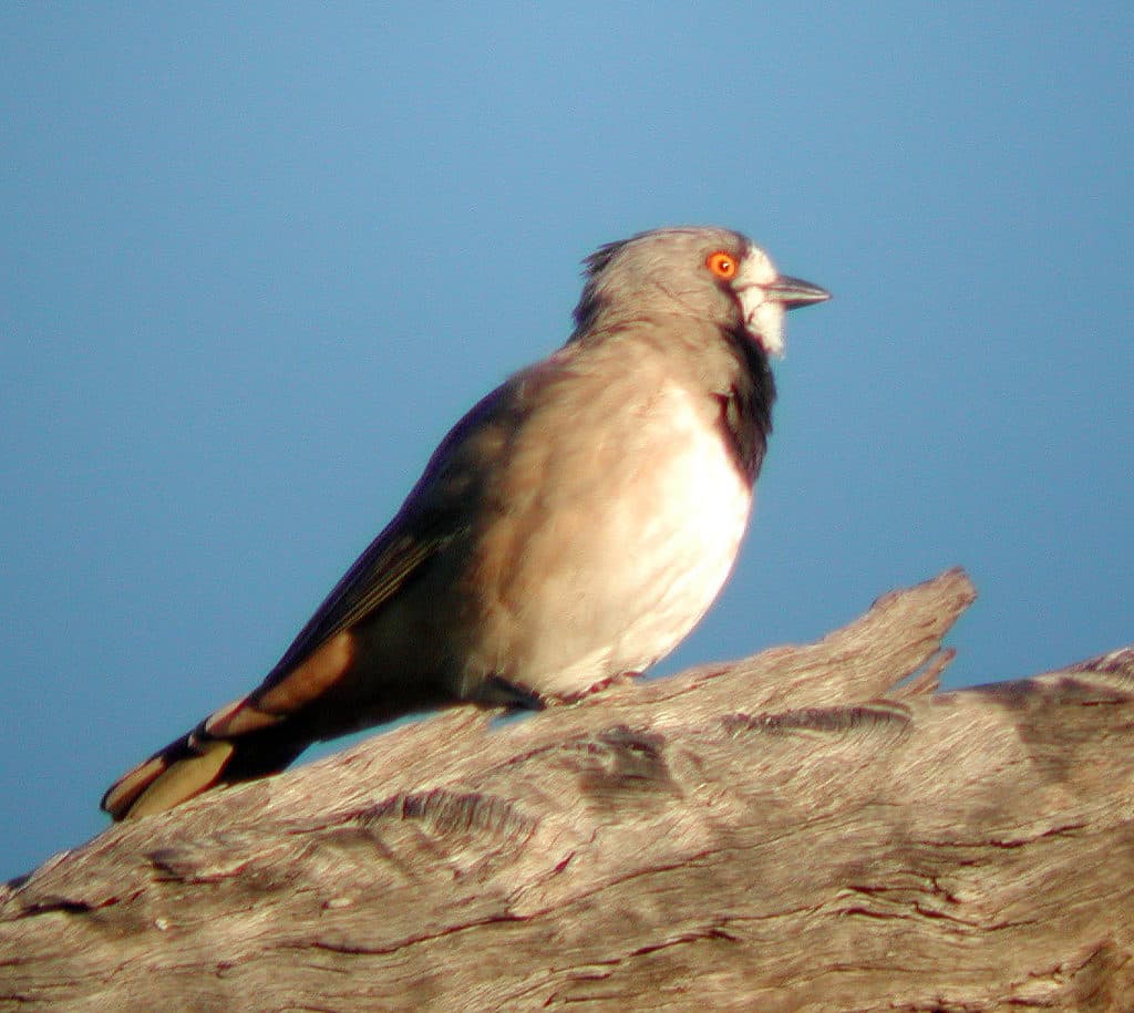 Songbirds of Oceania trivia question image