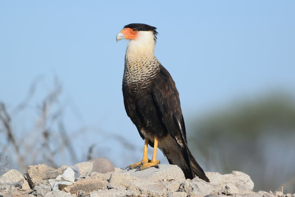Waterbirds and Raptors of South America trivia question image