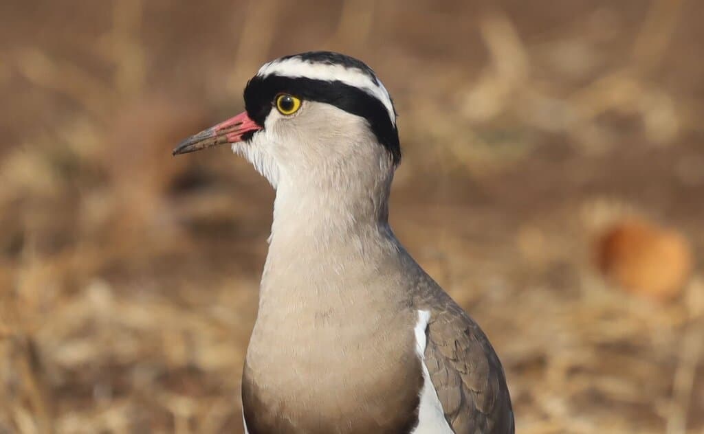 Waterbirds and Raptors of Africa trivia question image