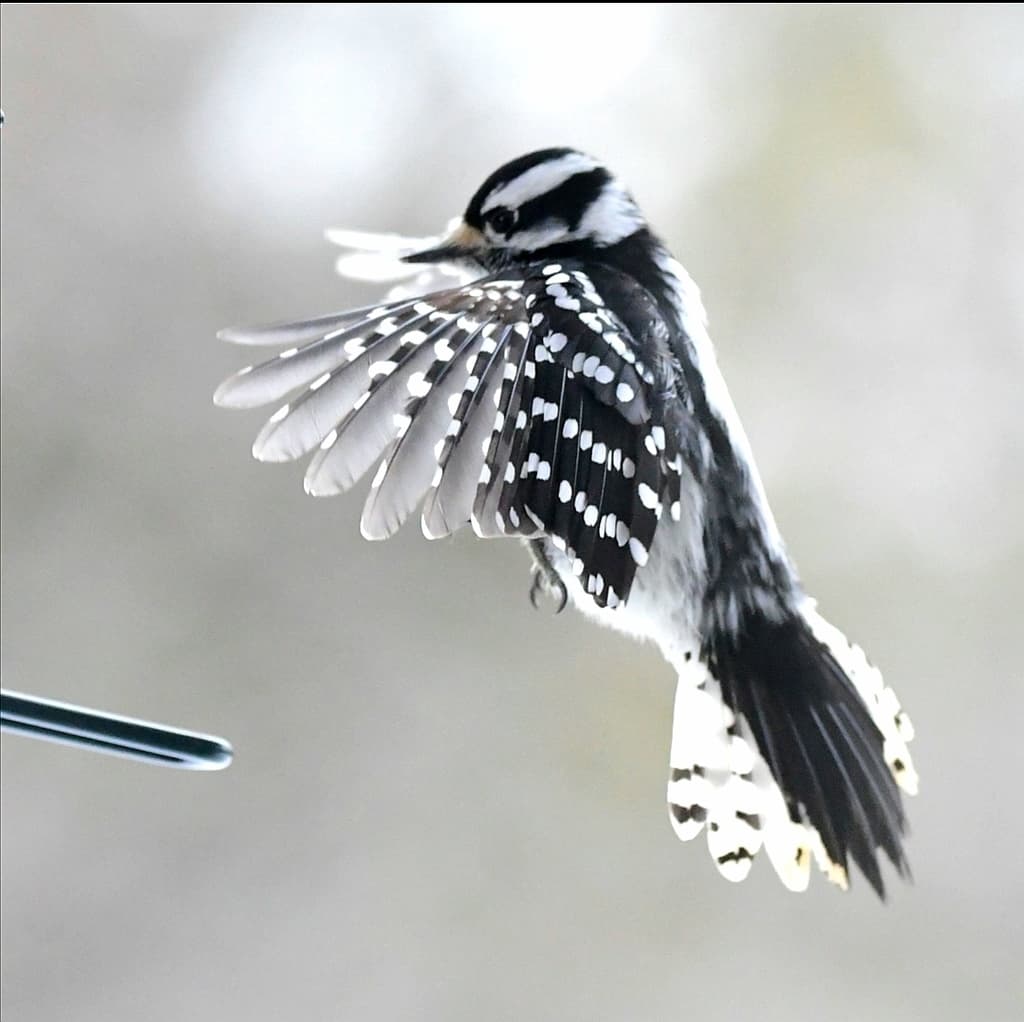 Waterbirds and Raptors of North America trivia question image