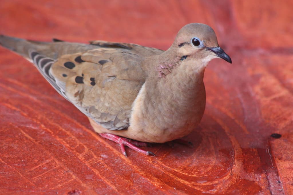 Waterbirds and Raptors of South America trivia question image