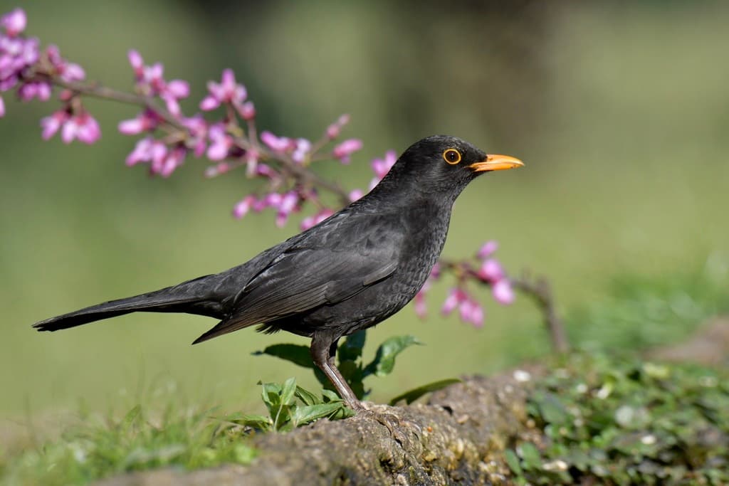 Songbirds of Europe trivia question image