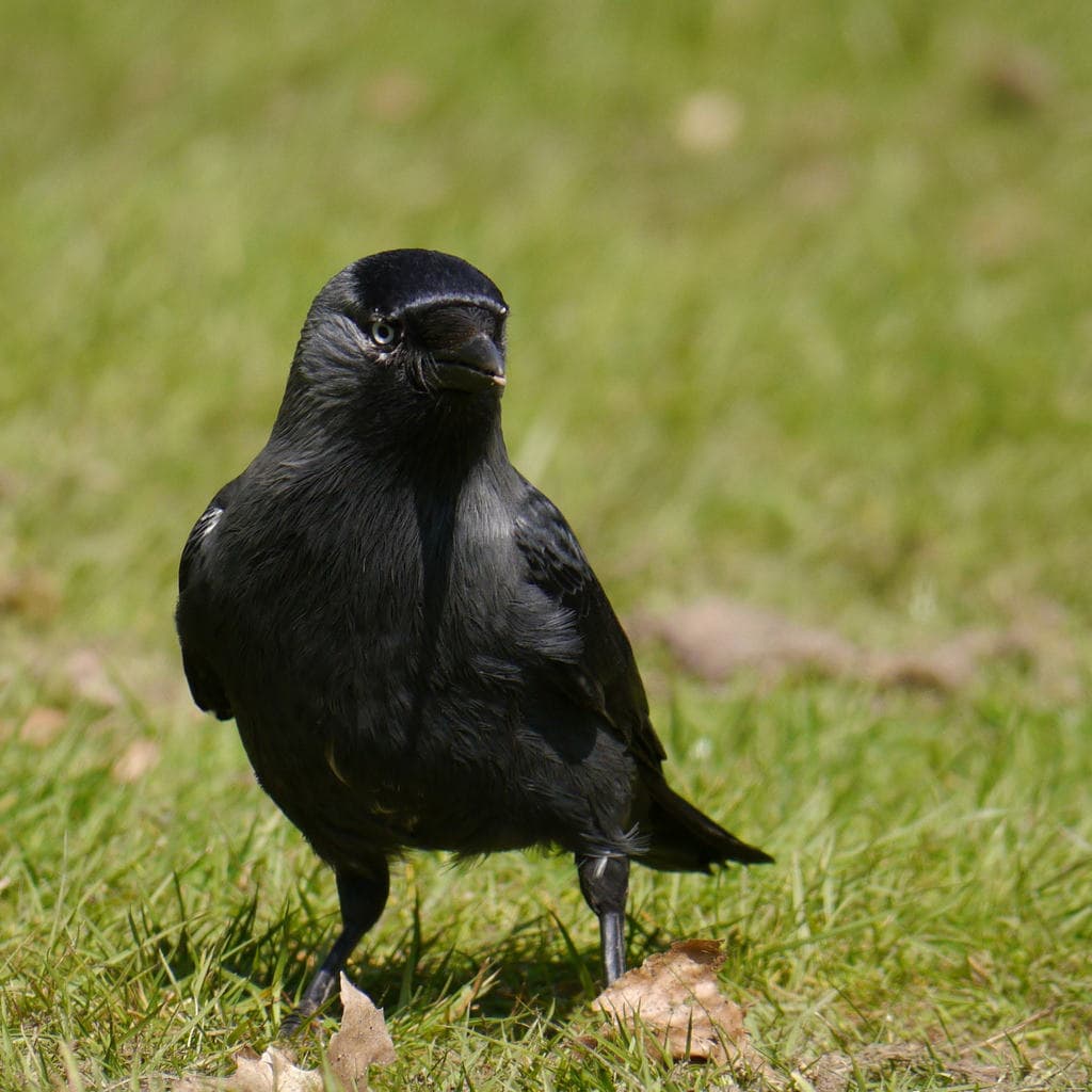 Songbirds of Europe trivia question image