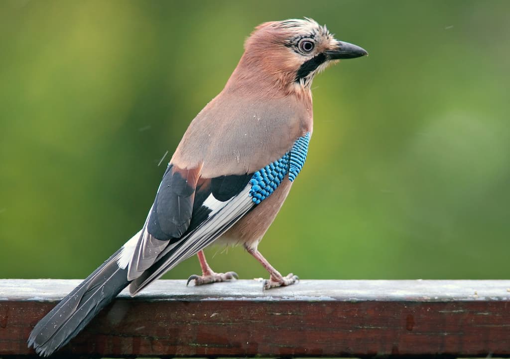 Songbirds of Europe trivia question image