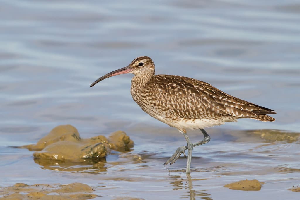 Waterbirds and Raptors of Africa trivia question image