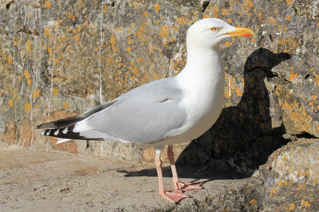 Waterbirds and Raptors of Europe trivia question image