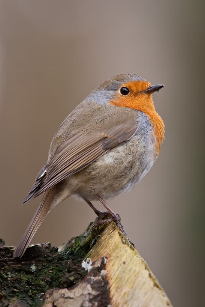 Songbirds of Europe trivia question image