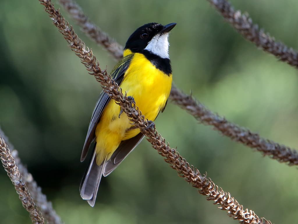 Songbirds of Oceania trivia question image