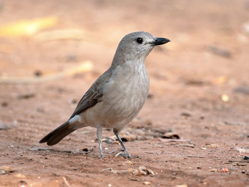 Songbirds of Oceania trivia question image