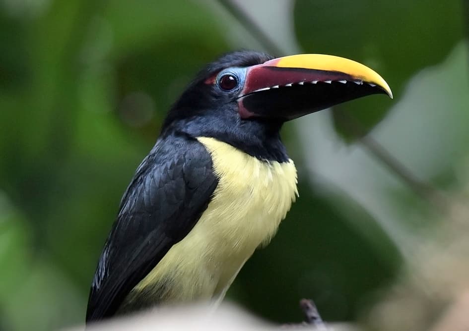 Waterbirds and Raptors of South America trivia question image