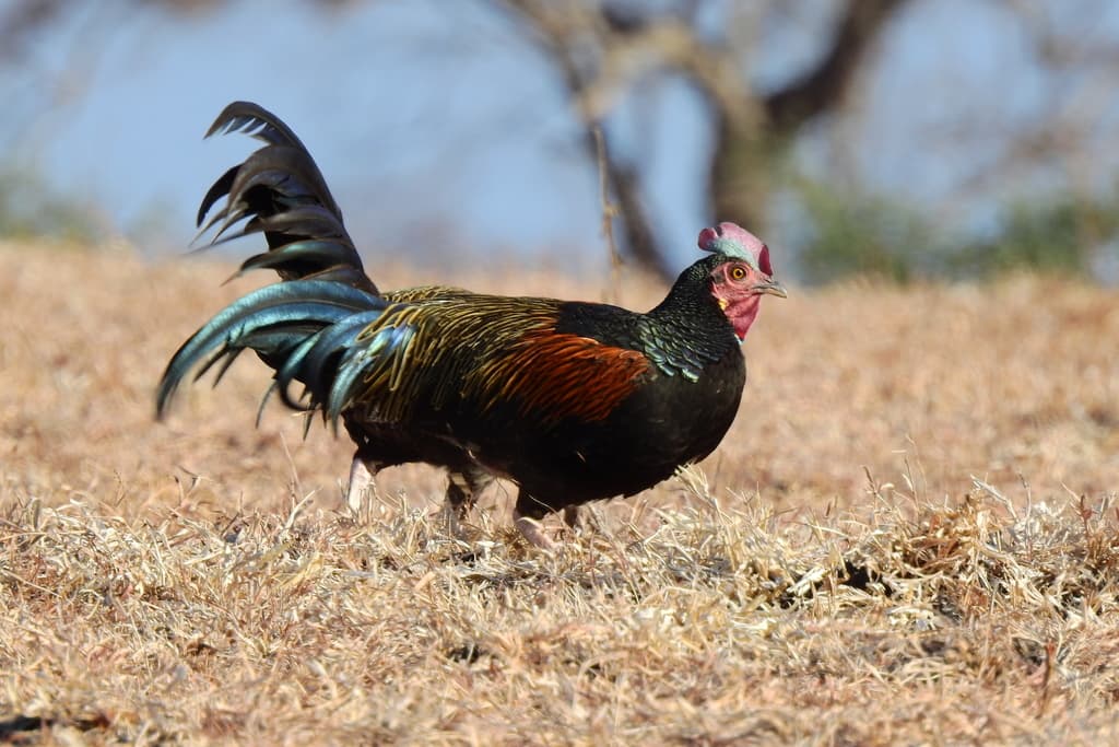 Waterbirds and Raptors of Asia trivia question image
