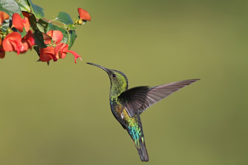 Waterbirds and Raptors of North America trivia question image