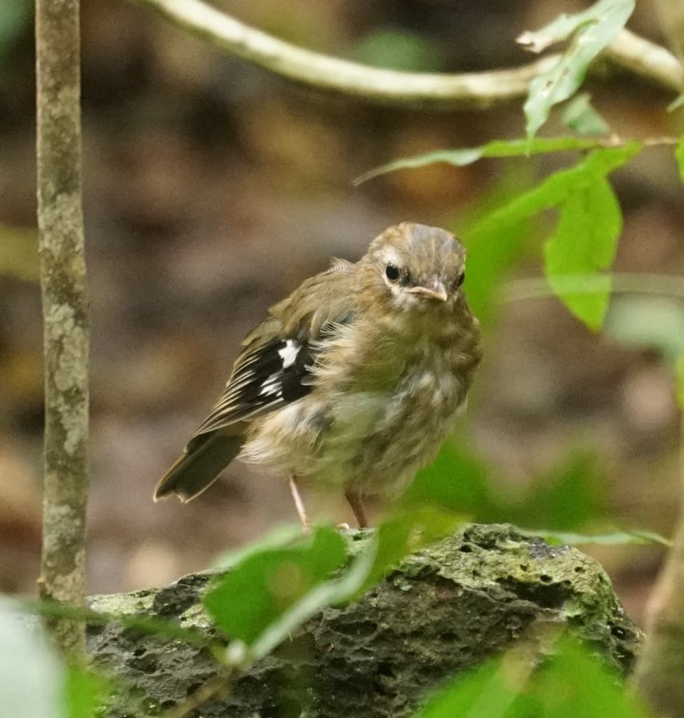 Songbirds of Oceania trivia question image