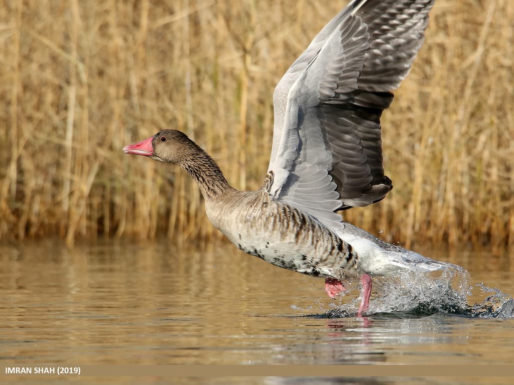 Waterbirds and Raptors of Europe trivia question image