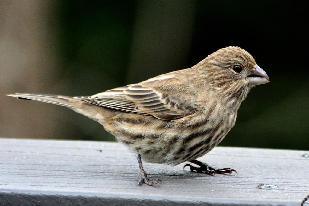 Songbirds of North America trivia question image