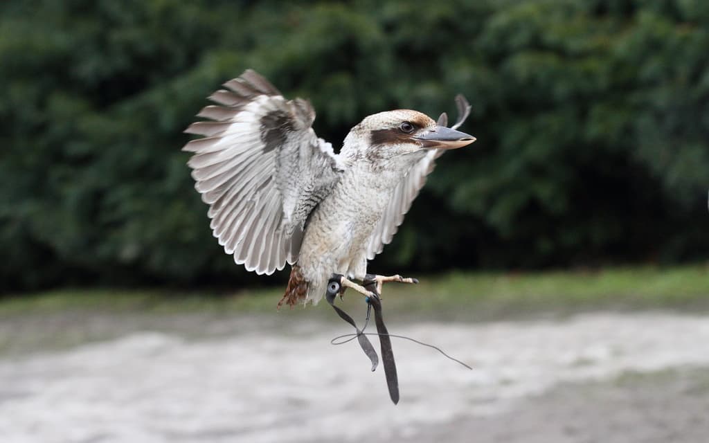 Waterbirds and Raptors of Oceania trivia question image