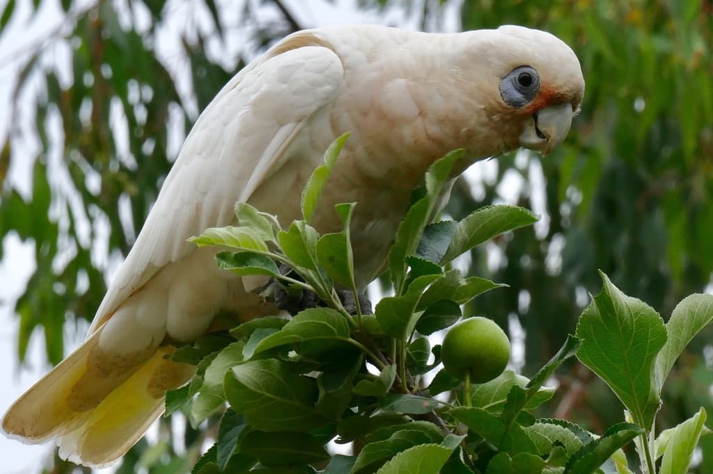 Waterbirds and Raptors of Oceania trivia question image