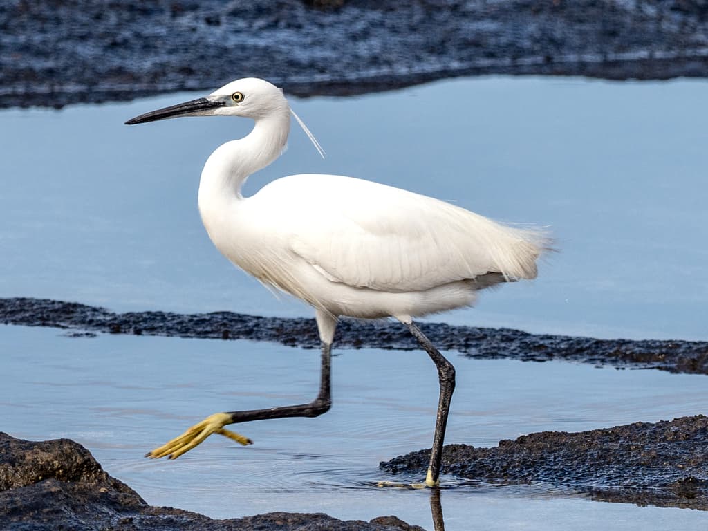 Waterbirds and Raptors of Asia trivia question image