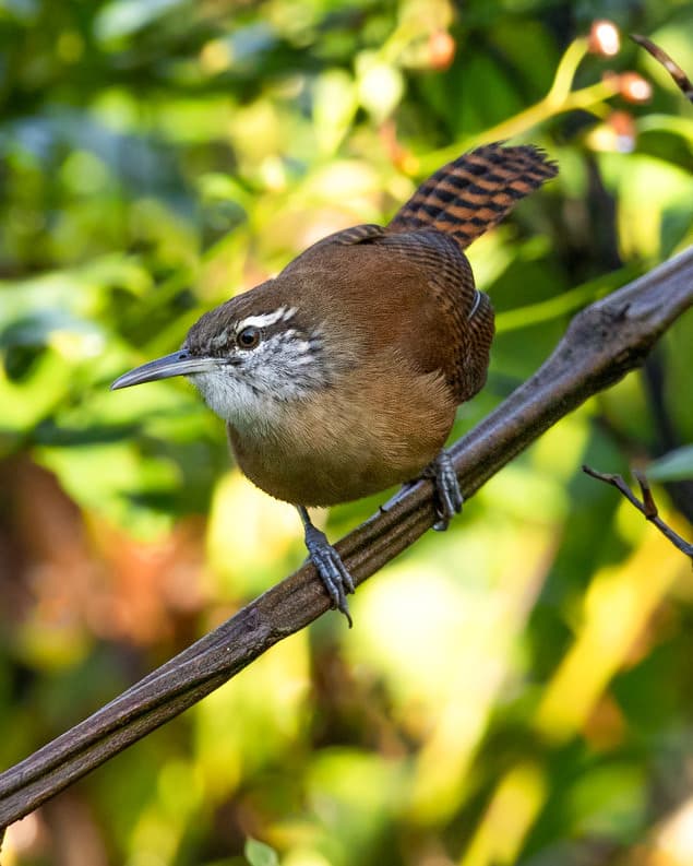 Songbirds of South America trivia question image