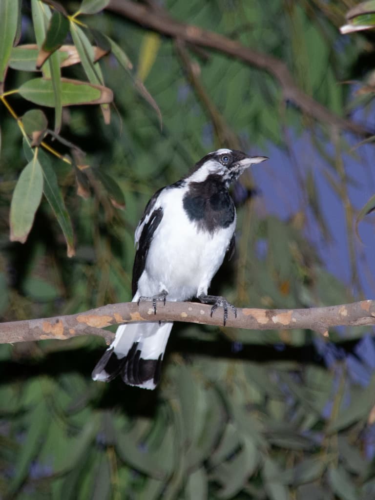 Songbirds of Oceania trivia question image