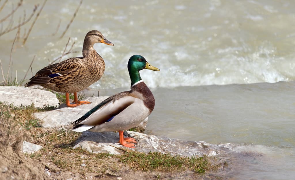 Waterbirds and Raptors of North America trivia question image