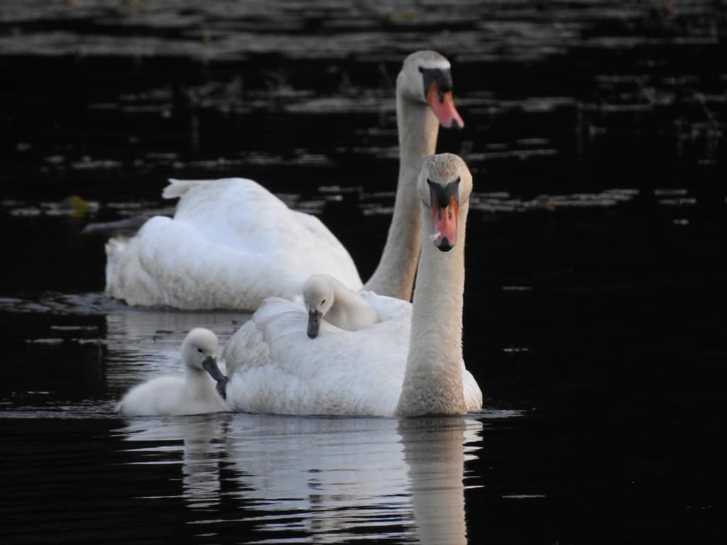 Waterbirds and Raptors of Europe trivia question image