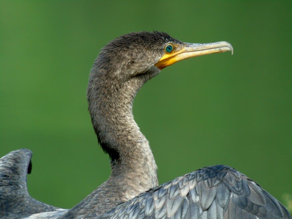 Waterbirds and Raptors of South America trivia question image