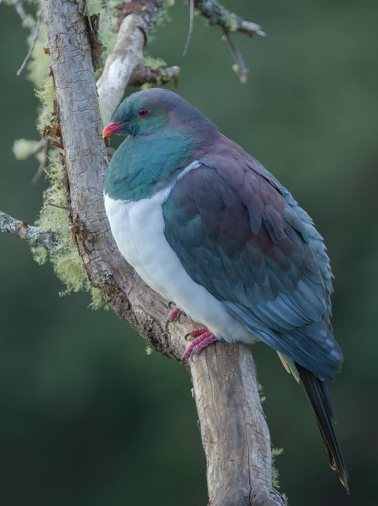 Waterbirds and Raptors of Oceania trivia question image