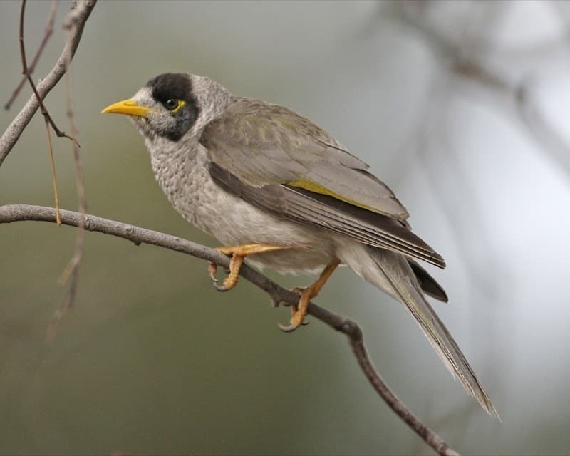 Songbirds of Oceania trivia question image