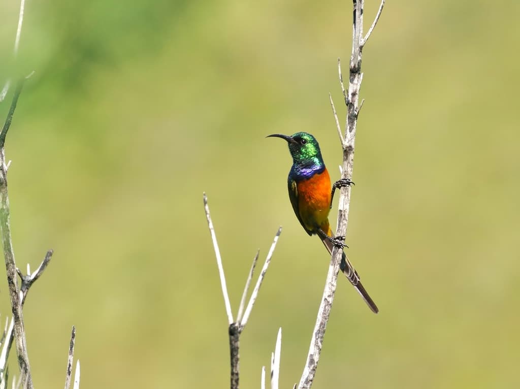 Songbirds of Africa trivia question image