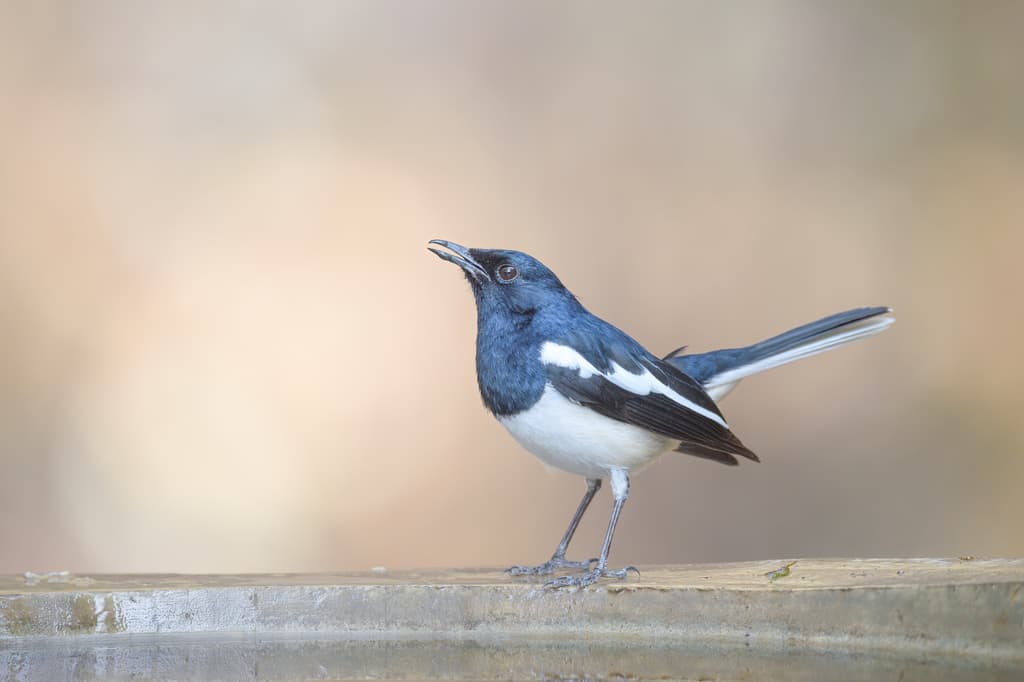 Songbirds of Asia trivia question image