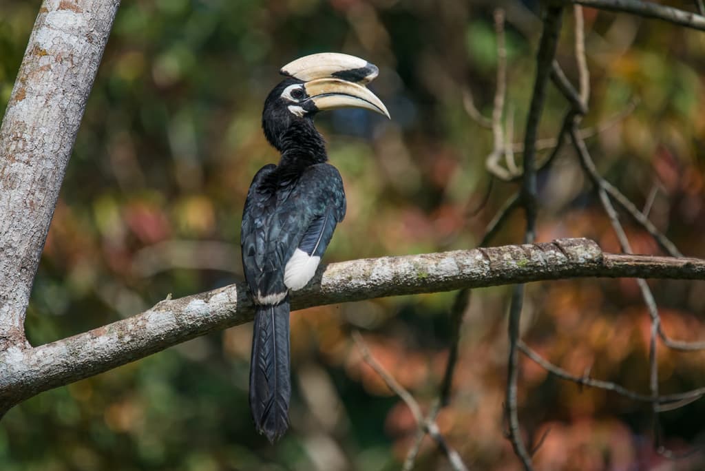 Waterbirds and Raptors of Asia trivia question image
