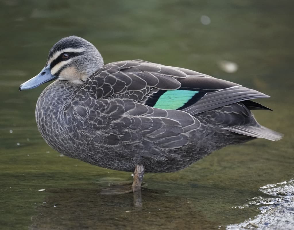 Waterbirds and Raptors of Oceania trivia question image