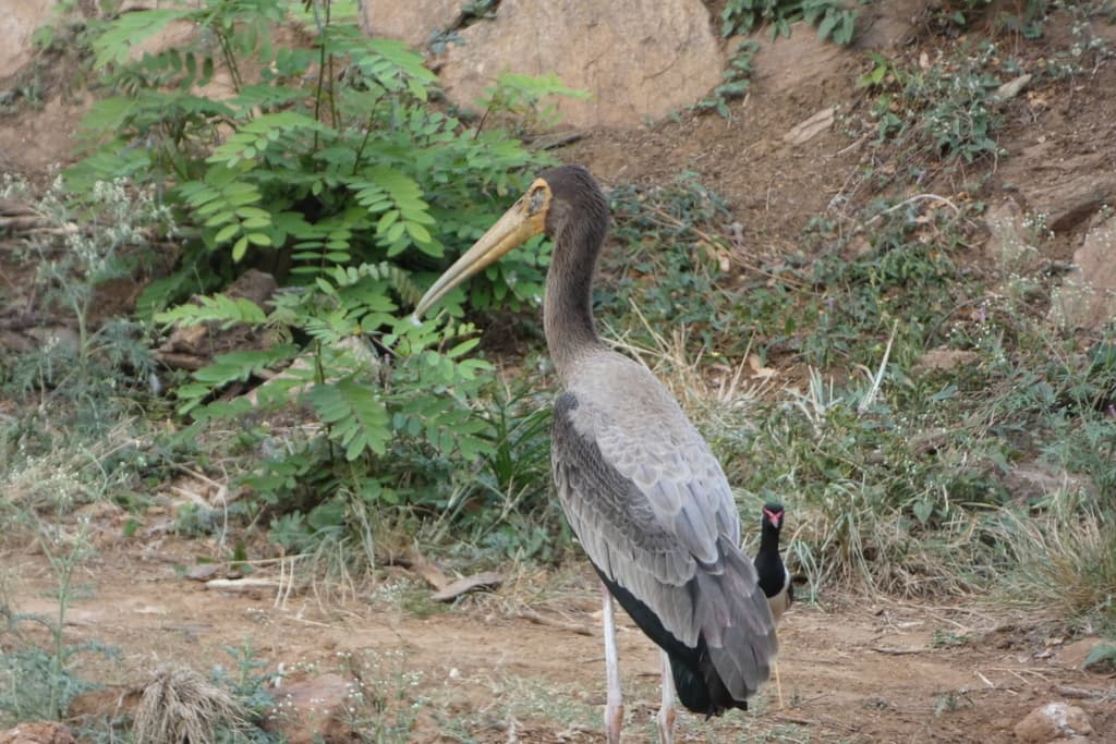 Waterbirds and Raptors of Asia trivia question image