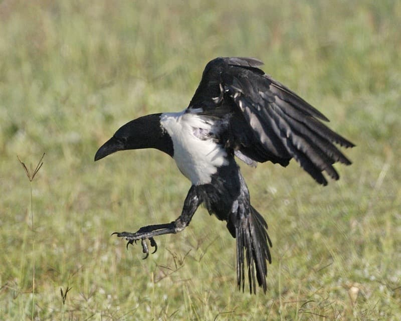 Songbirds of Africa trivia question image