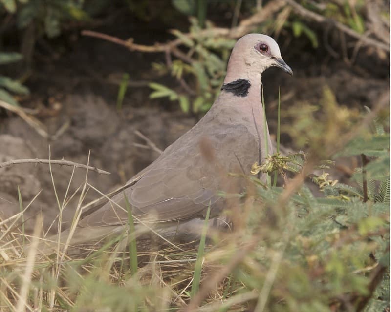 Waterbirds and Raptors of Africa trivia question image