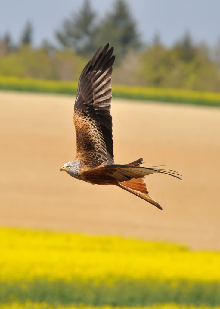 Waterbirds and Raptors of Europe trivia question image