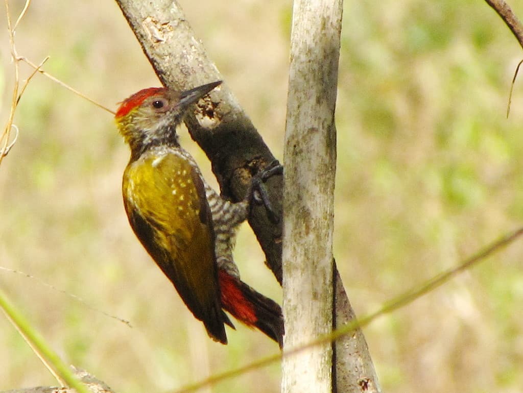 Waterbirds and Raptors of South America trivia question image