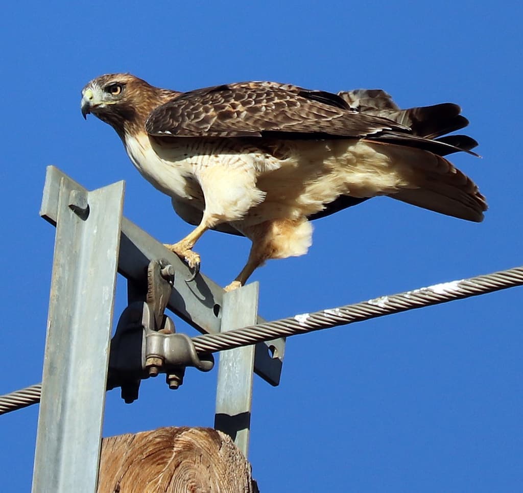 Waterbirds and Raptors of North America trivia question image