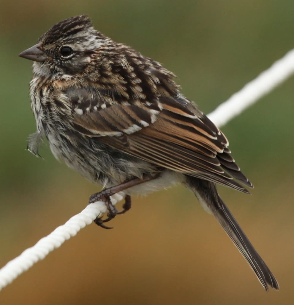 Songbirds of South America trivia question image