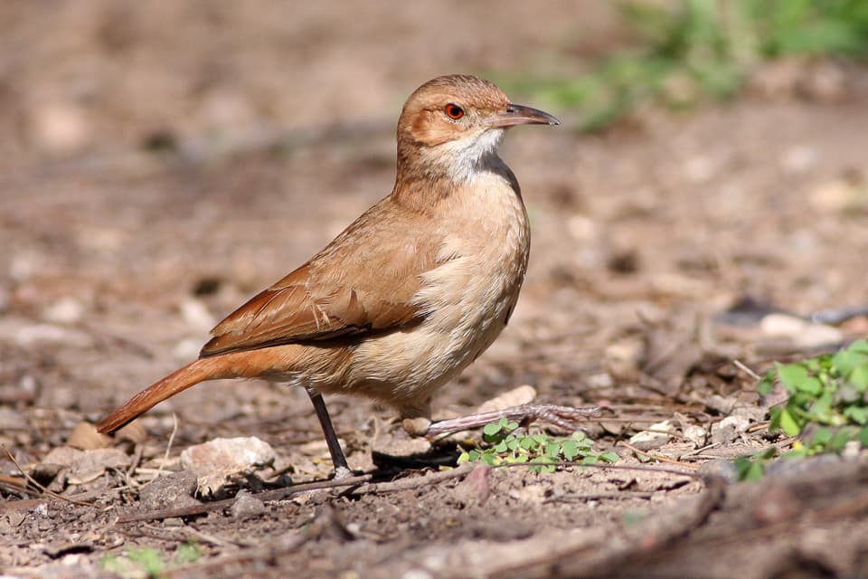 Songbirds of South America trivia question image