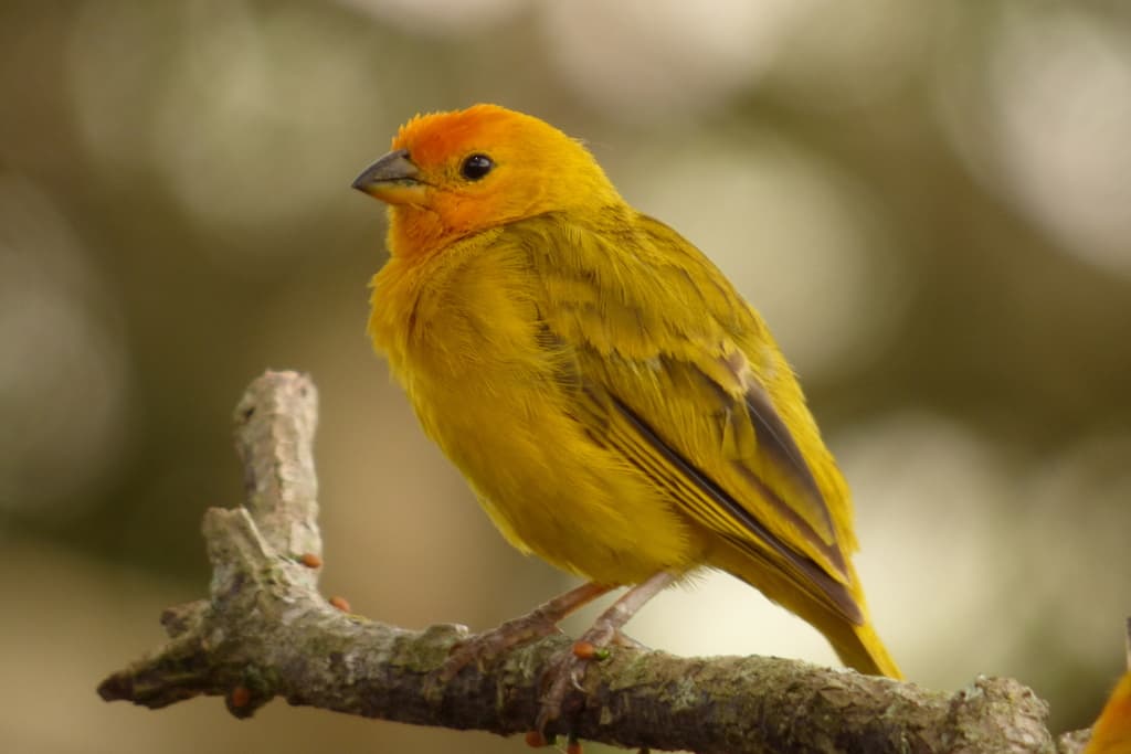 Songbirds of South America trivia question image