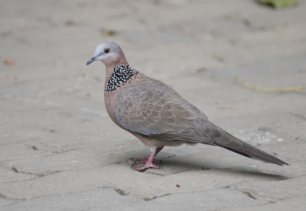 Waterbirds and Raptors of Asia trivia question image