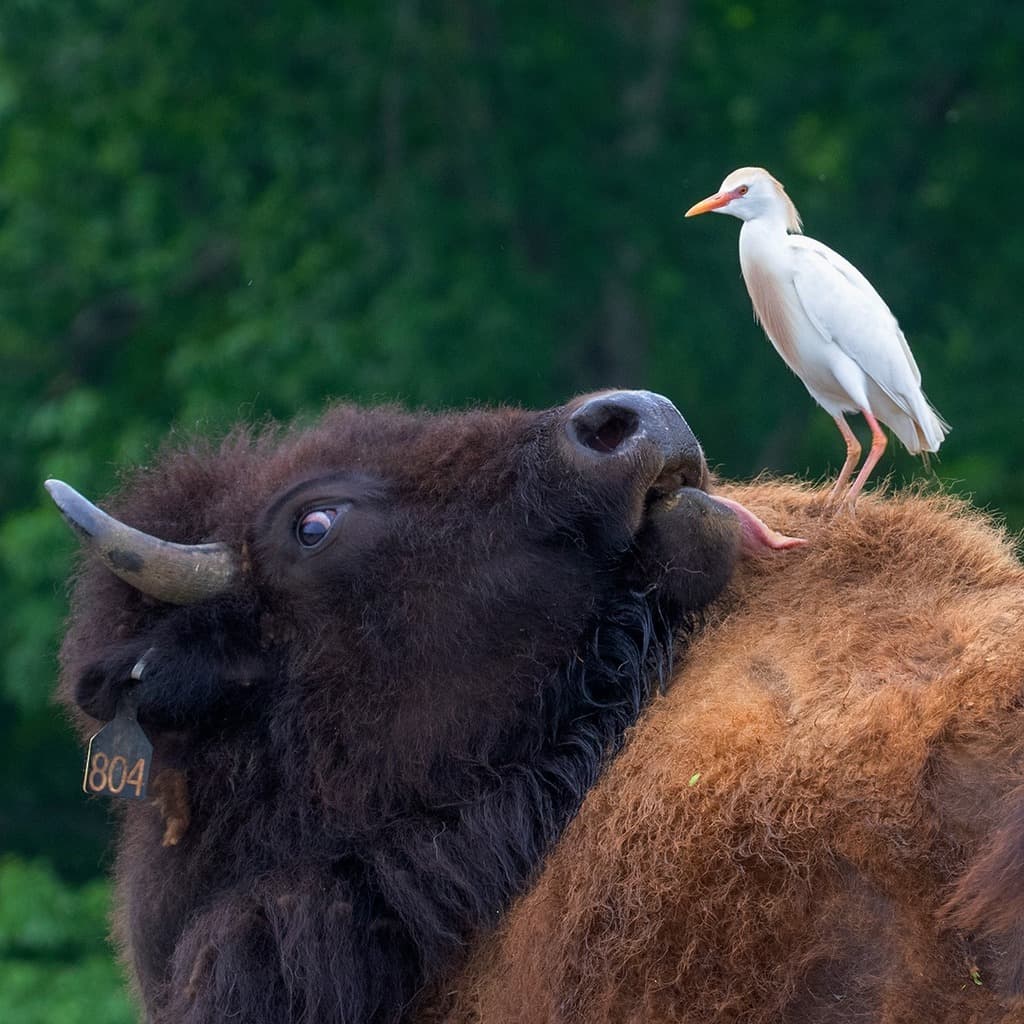Waterbirds and Raptors of Africa trivia question image