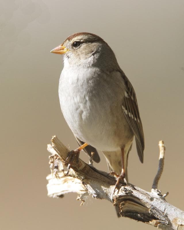 Songbirds of North America trivia question image