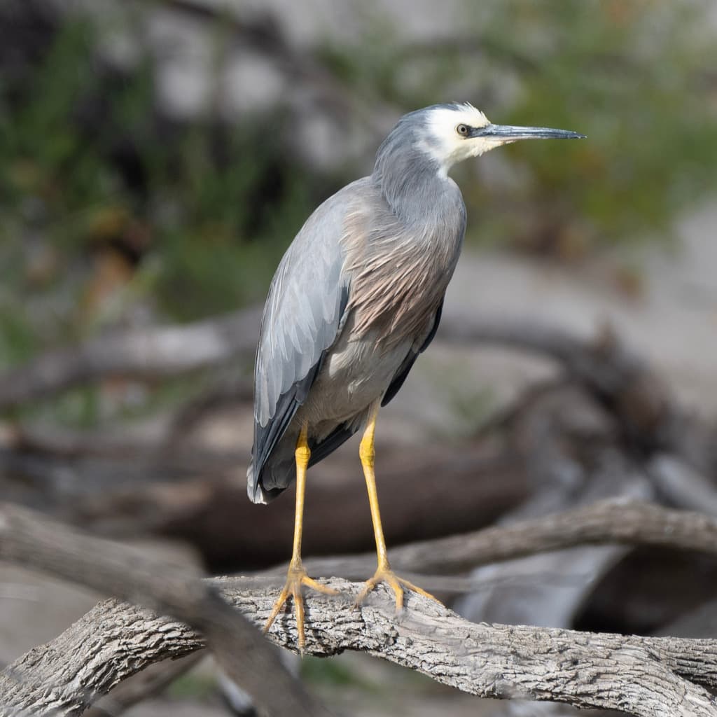 Waterbirds and Raptors of Oceania trivia question image